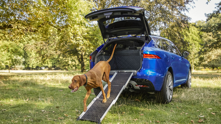 Μοναδικά αξεσουάρ για σκύλους από την Jaguar